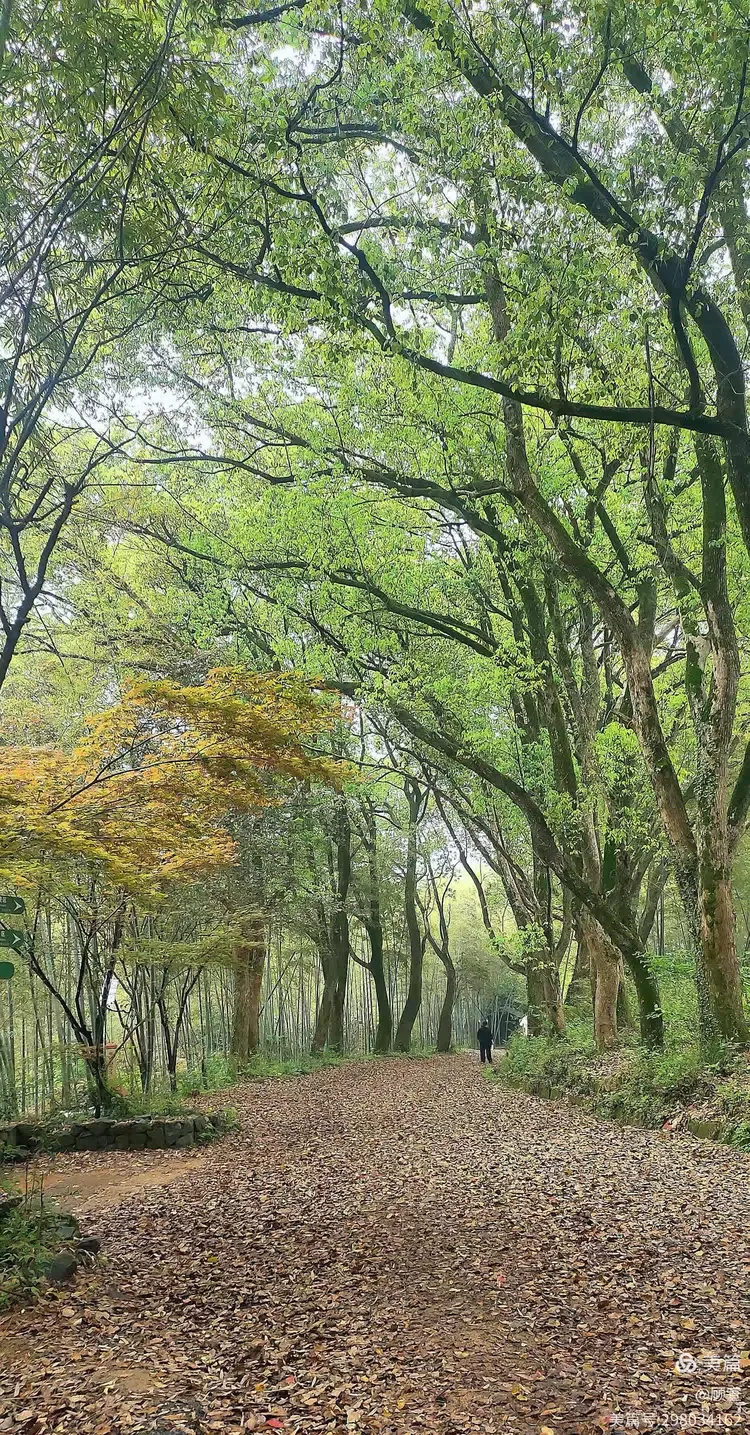 4.12杭州龙山公园